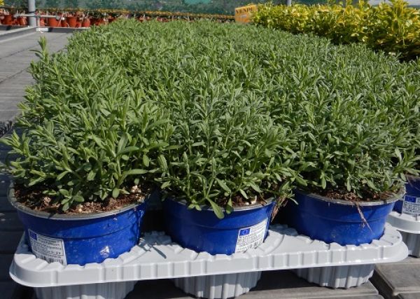 LAVANDULA HIDCOTE