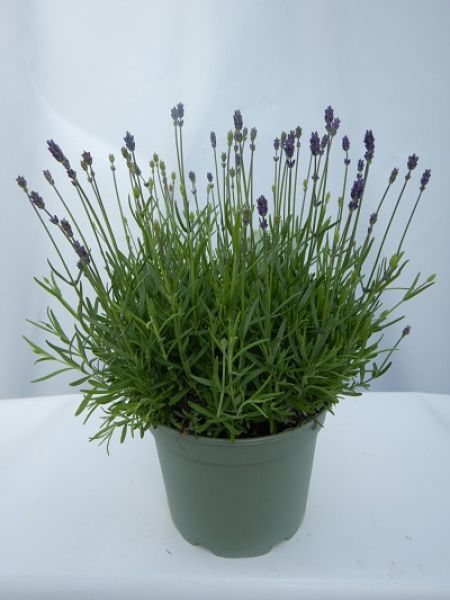 LAVANDULA HIDCOTE