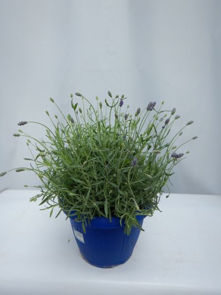 LAVANDULA HIDCOTE