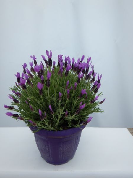 LAVANDULA STOECHAS