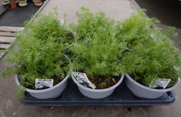 MATRICARIA CAMOMILLA