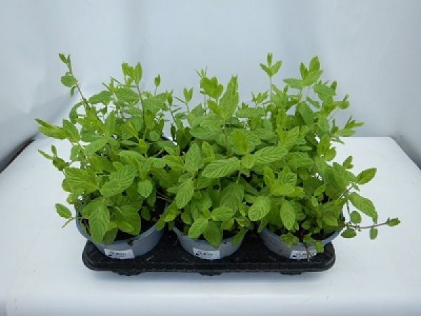MENTHA PIPERITA