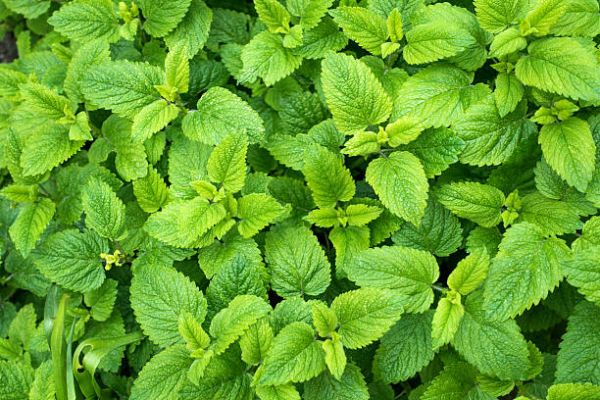 MENTHE SPICATA LEMON