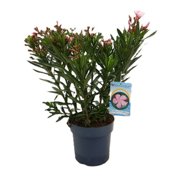 NERIUM OLEAND. TOUFFE ROSE