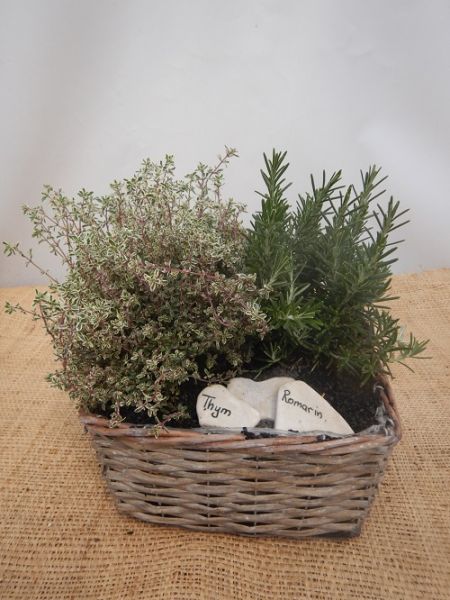 OFFRE AROMATIQUE 002