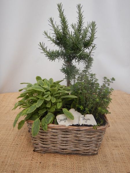 OFFRE AROMATIQUE 003