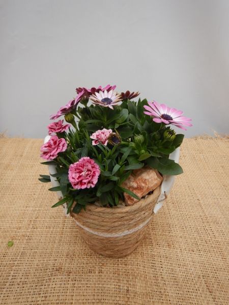 OFFRE EXT. FETE DES MERES 005