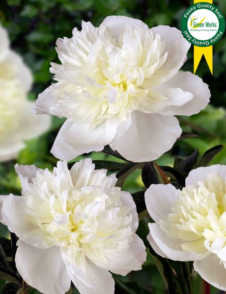 PAEONIA LACT.DUCHESSE DE NEMOURS