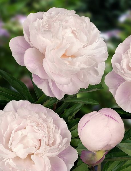 PAEONIA LACT.GARDENIA