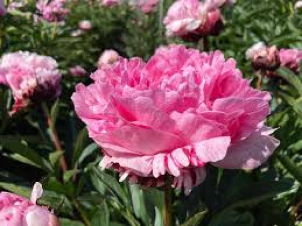 PAEONIA LACT.SARAH BERNHART UNIQUE