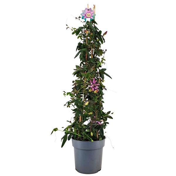 PASSIFLORA PYRAMIDE