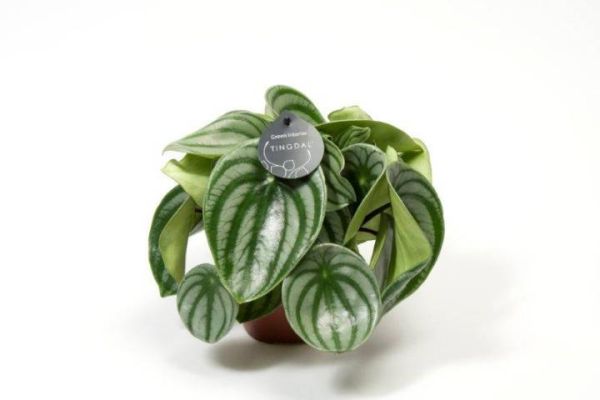 PEPEROMIA ARGYREIA