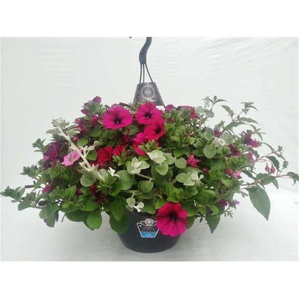 PETUNIA SUSP. MIX