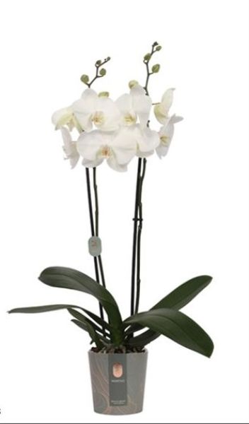 PHALAENOPSIS 2T BLANC
