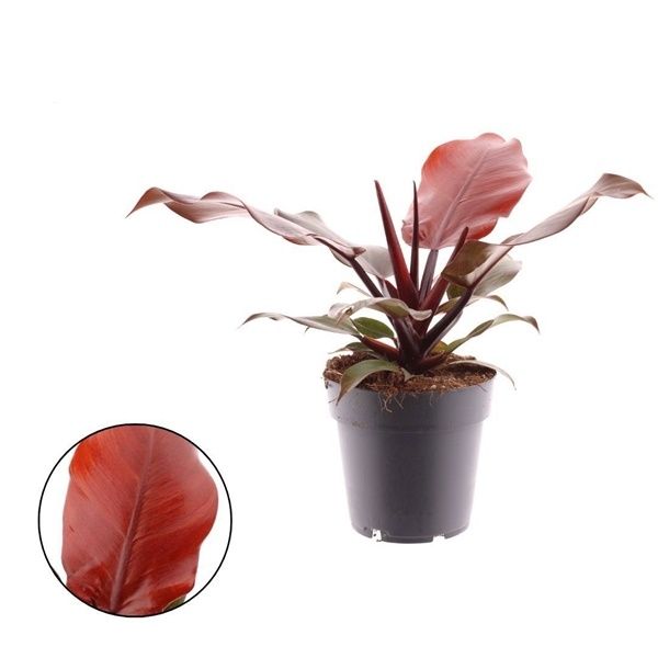 PHILODENDRON CHERRY RED -S