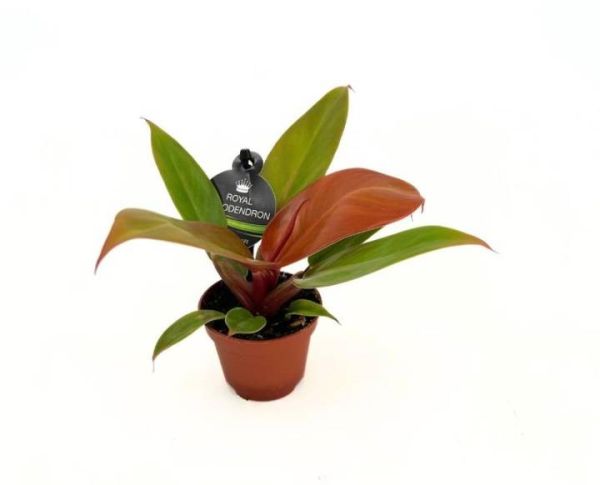 PHILODENDRON IMPERIAL PRINCES