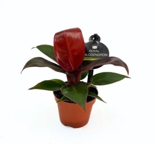 PHILODENDRON IMPERIAL RED