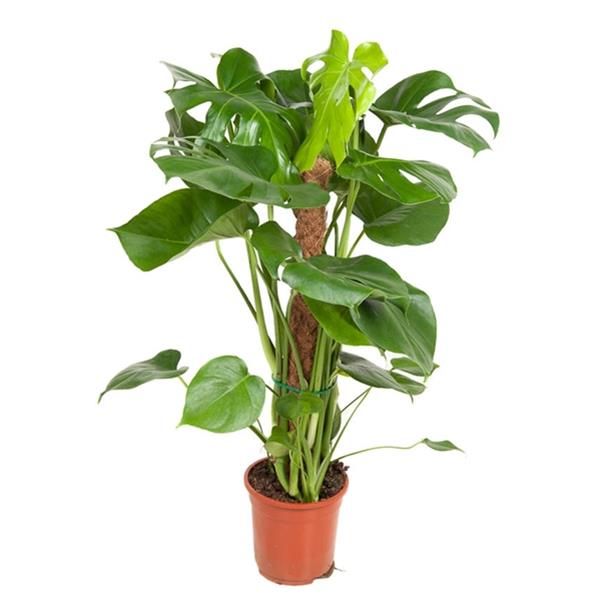 PHILODENDRON MONSTERA TUTEUR