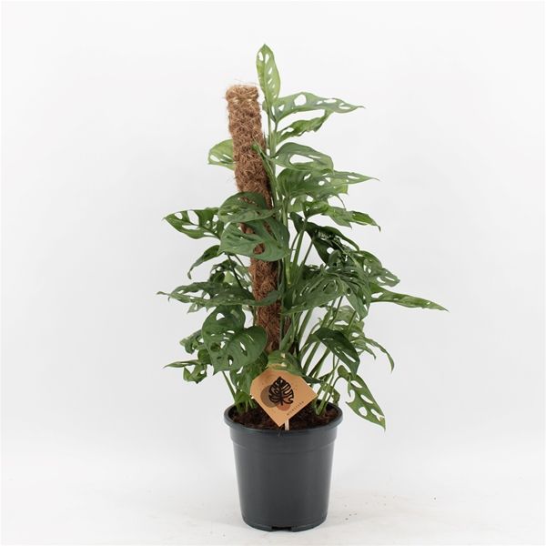 PHILODENDRON OBLICA MONKEY TUTEUR