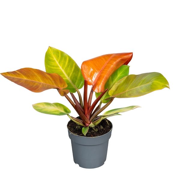 PHILODENDRON PRINCE OF ORANGE -S