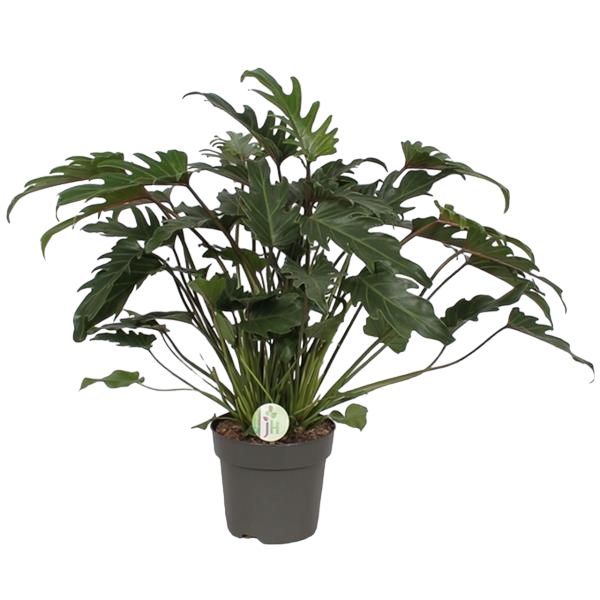 PHILODENDRON XANADU