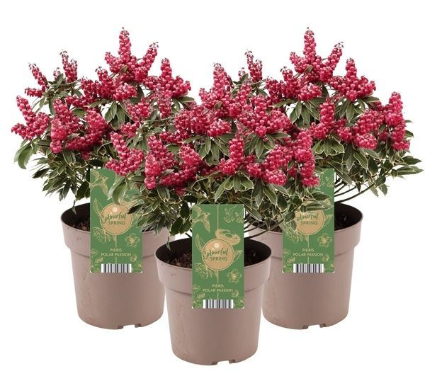 PIERIS JAPONICA POLAR PASSION