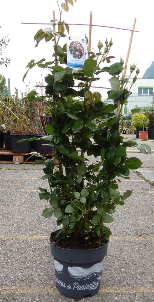 ROSIER MEILLAND ESPALIER