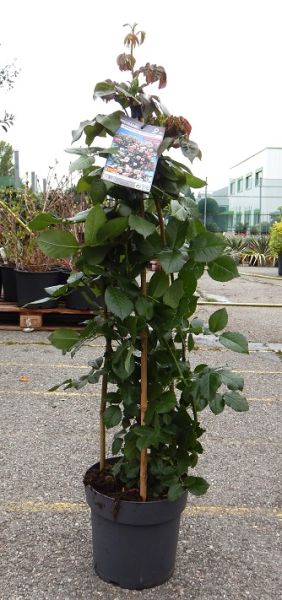 ROSIER MEILLAND PYRAMIDE