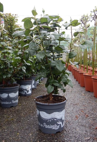 ROSIER MEILLAND TOUFFE