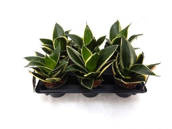 SANSEVERIA HAHNII PAGODA
