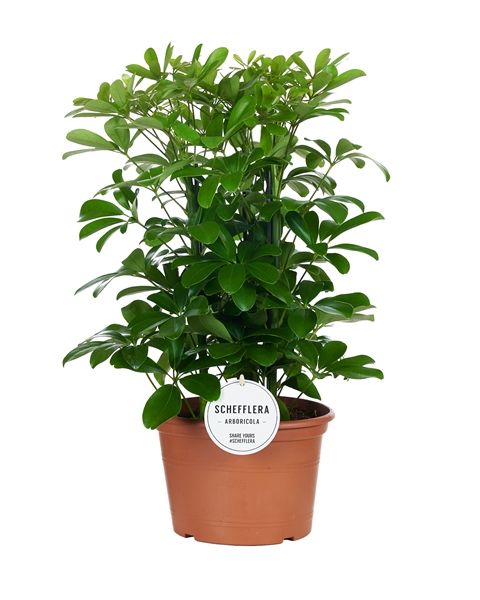 SCHEFFLERA ARBOR.  NORA