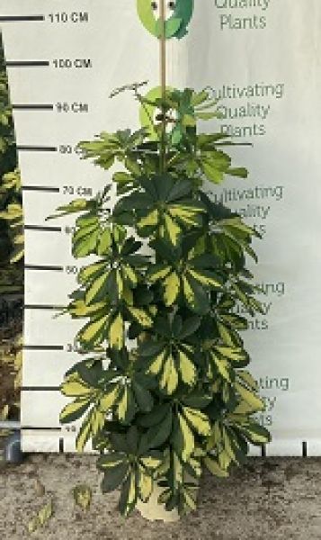 SCHEFFLERA GOLD CAPELLA