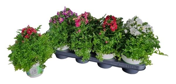 SCHIZANTHUS ATLANTIS