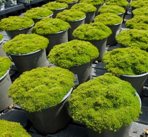 SCLERANTHUS BIFLORUS