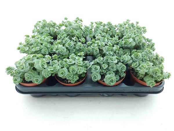SEDUM SIEBOLDII