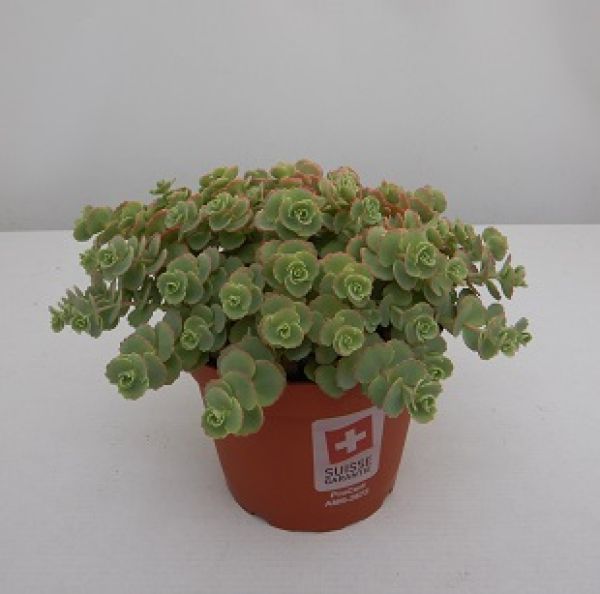 SEDUM SIEBOLDII