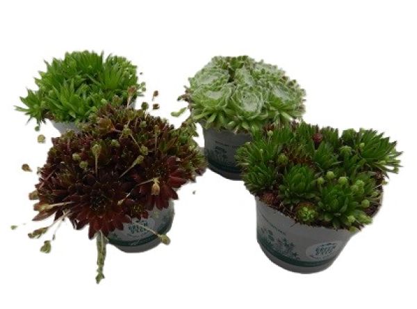 SEMPERVIVUM MIX