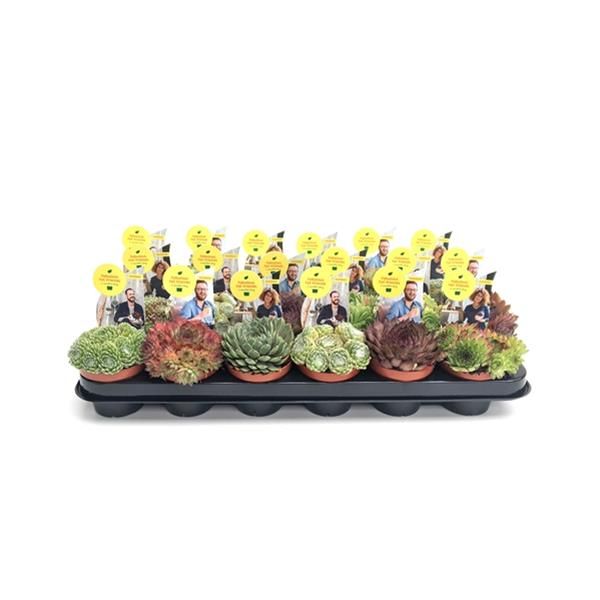 SEMPERVIVUM MIX