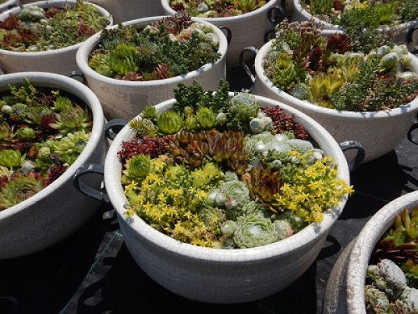 SEMPERVIVUM TERRINE CRACKLEE