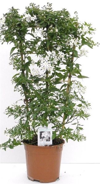 SOLANUM JASMIN. ESPALIER