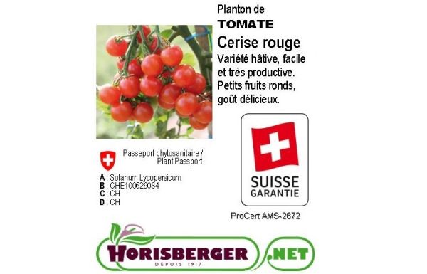 Solanum Lycopers.Tomate Cerise