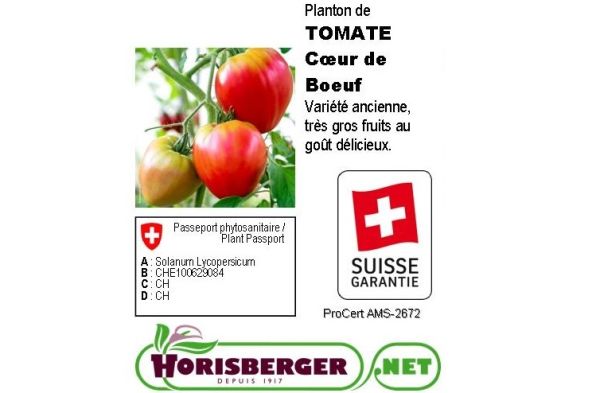 Solanum Lycopers.TOMATE CoeurDeBoeuf