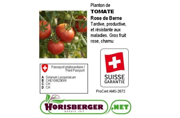 Solanum Lycopers.TOMATE Rose de Berne
