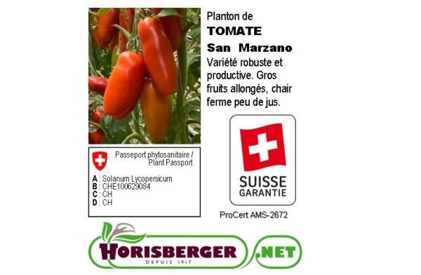Solanum Lycopers.TOMATE San Marzano