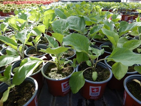 SOLANUM MELONGENA / AUBERGINE