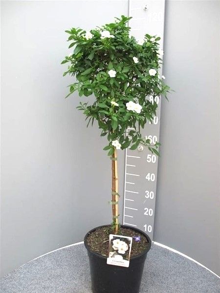 SOLANUM RANTONETI TIGE BLANC