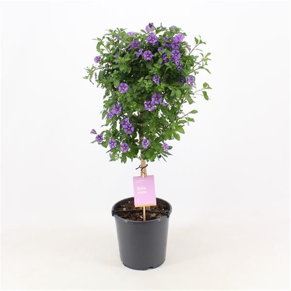 SOLANUM RANTONETII TIGE