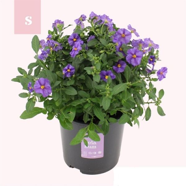 SOLANUM RANTONETII TOUFFE
