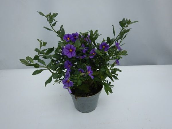 SOLANUM RANTONETII TOUFFE
