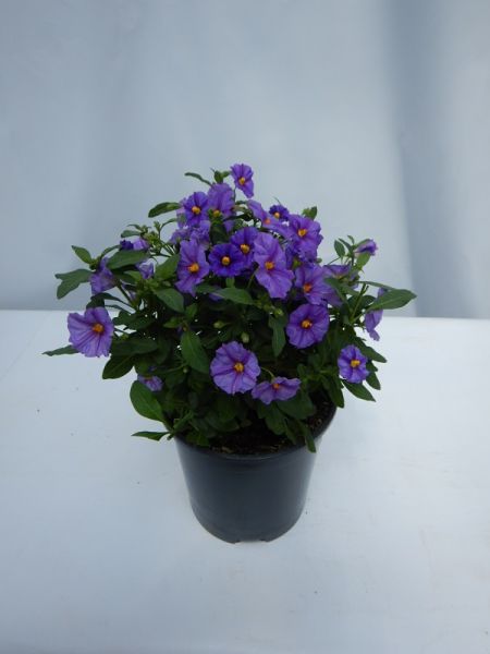SOLANUM RANTONETII TOUFFE